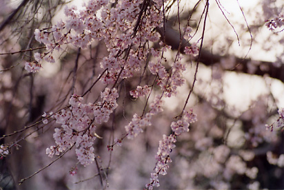 ������̓����N����Ă��܂���