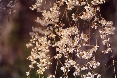 ������̓����N����Ă��܂���