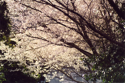 ������̓����N����Ă��܂���